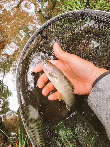 イワナの釣果