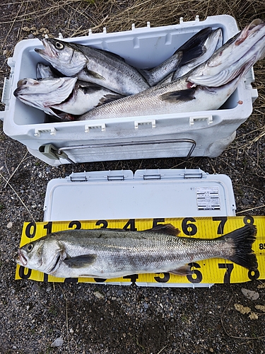 シーバスの釣果