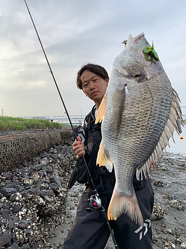 キビレの釣果