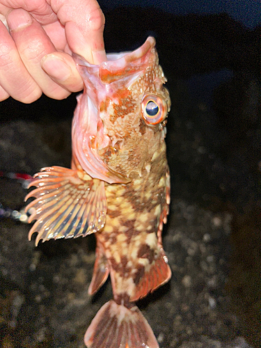 カサゴの釣果