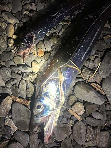 タチウオの釣果