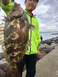 アイゴの釣果