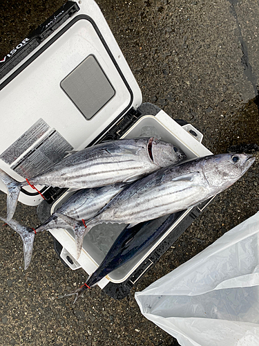 カツオの釣果