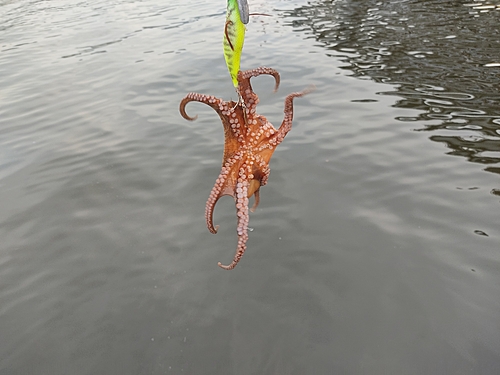 タコの釣果