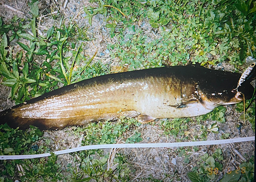 ナマズの釣果