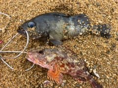 メバルの釣果