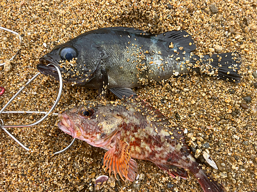 メバルの釣果