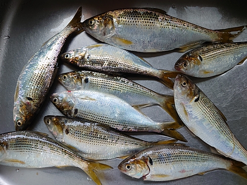 コノシロの釣果