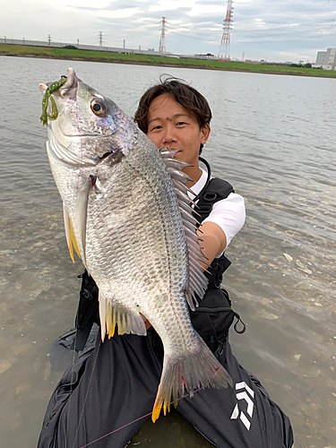 キビレの釣果