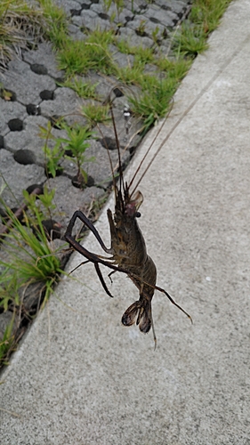 テナガエビの釣果