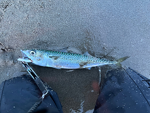 サバの釣果