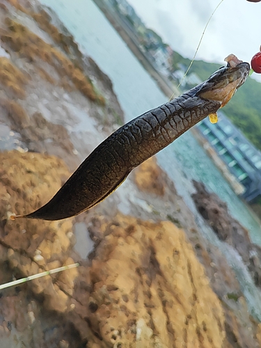 ダイナンギンポの釣果