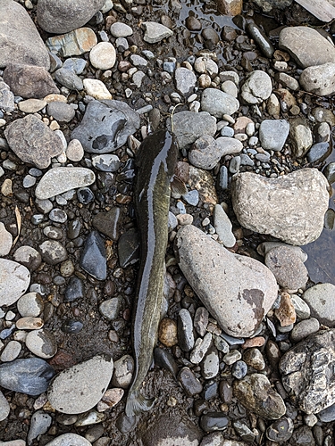 ナマズの釣果