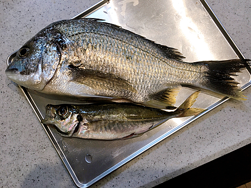 キビレの釣果