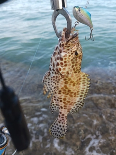 イシミーバイの釣果