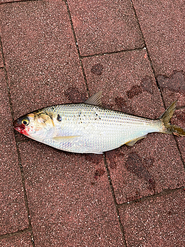 コノシロの釣果