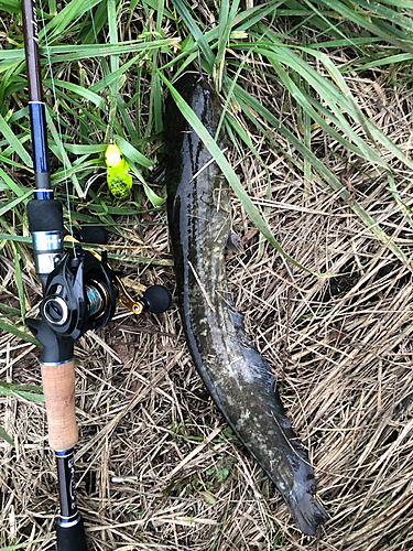 ナマズの釣果