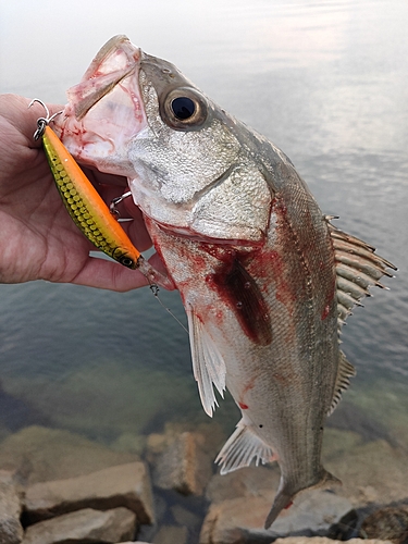 フッコ（マルスズキ）の釣果