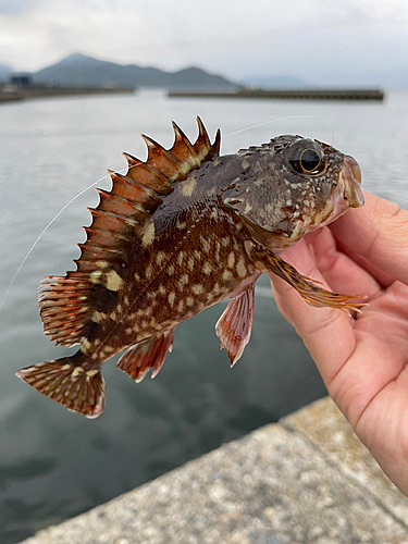 カサゴの釣果