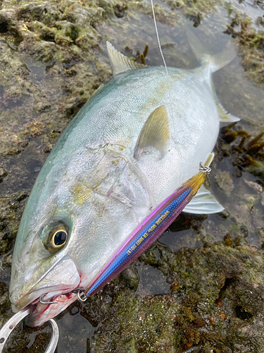 カンパチの釣果