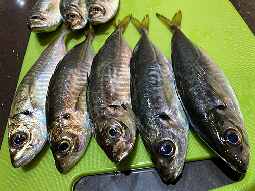 アジの釣果