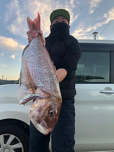 マダイの釣果