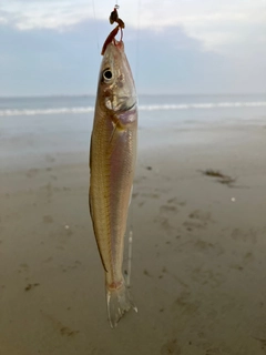 キスの釣果