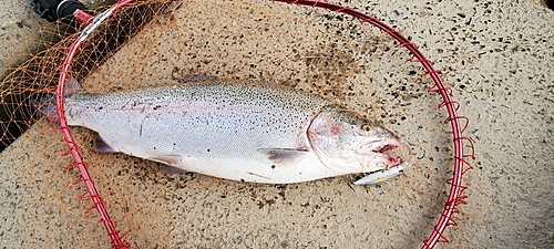 ニジマスの釣果