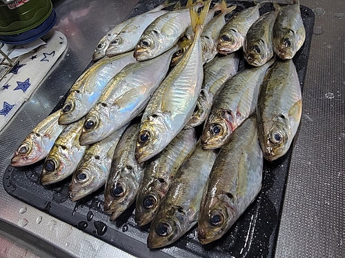 アジの釣果