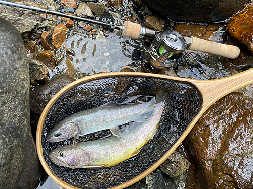 イワナの釣果