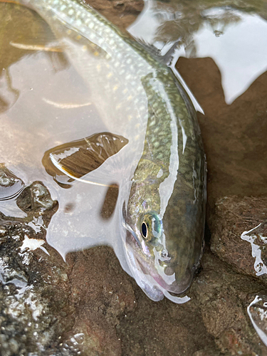 イワナの釣果