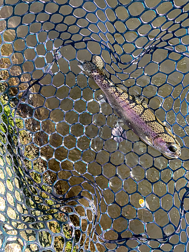 ニジマスの釣果