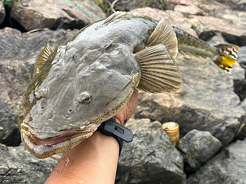 ミナミマゴチの釣果