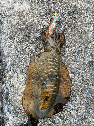 アオリイカの釣果