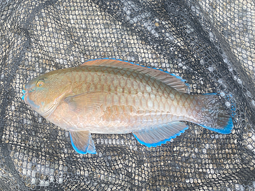 アオブダイの釣果