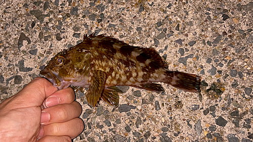 カサゴの釣果