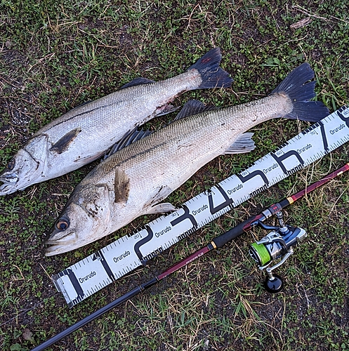 シーバスの釣果