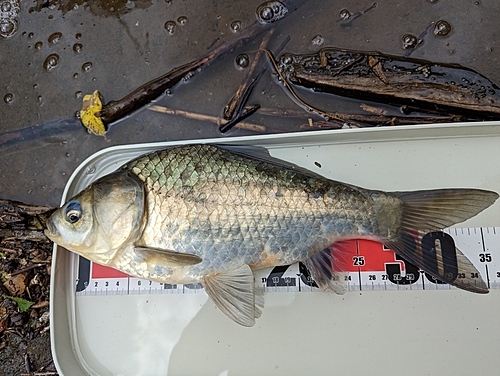 ヘラブナの釣果