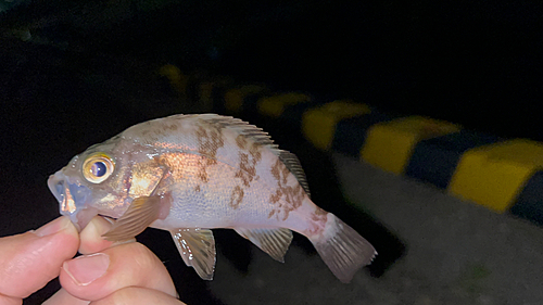 シロメバルの釣果