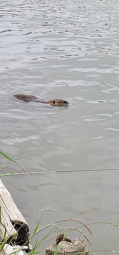 ハゼの釣果