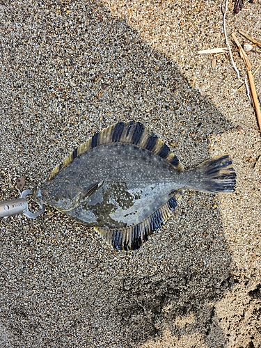 ソゲの釣果