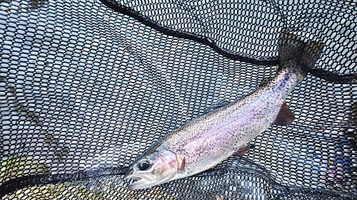 ニジマスの釣果