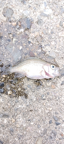 シロメバルの釣果