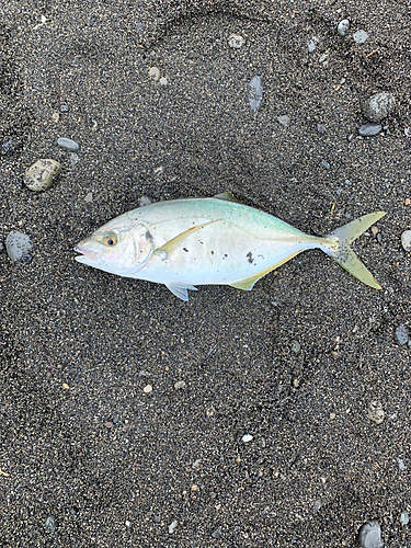 シマアジの釣果