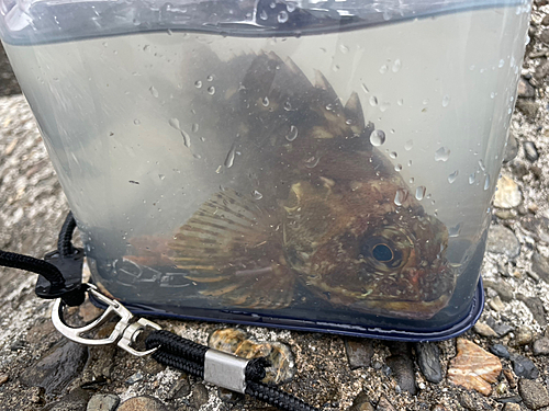 カサゴの釣果