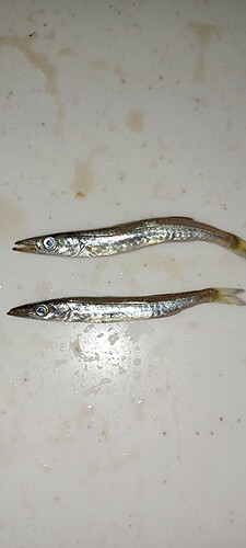 カマスの釣果