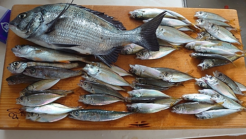 アジの釣果