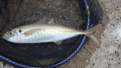 アオアジの釣果