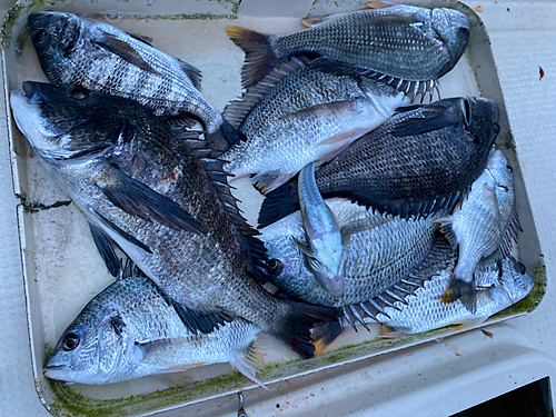 クロダイの釣果