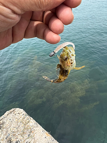 アナハゼの釣果